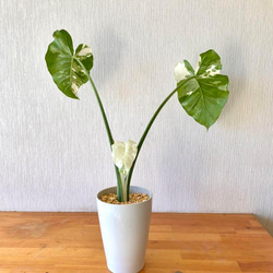 斑入りクワズイモ ！鉢シリーズ！Alocasia　約50cm pot11cm 2枚目の画像