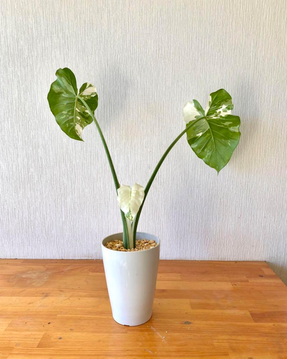 斑入りクワズイモ ！鉢シリーズ！Alocasia　約50cm pot11cm 2枚目の画像