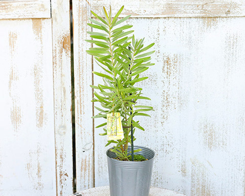 常緑苗木 リュウカデンドロン ポンデンス 3号(9cm) 庭木 鉢植え 常緑苗木 リュウカデンドロン ポンデンス 3号(9cm) 庭木 鉢植え