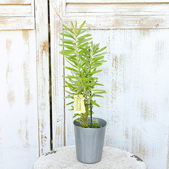 常緑苗木 リュウカデンドロン ポンデンス 3号(9cm) 庭木 鉢植え 切り花 ドライフラワー 銀葉樹 植木 個性 1枚目の画像