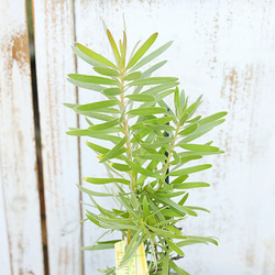 常緑苗木 リュウカデンドロン ポンデンス 3号(9cm) 庭木 鉢植え 切り花 ドライフラワー 銀葉樹 植木 個性 2枚目の画像
