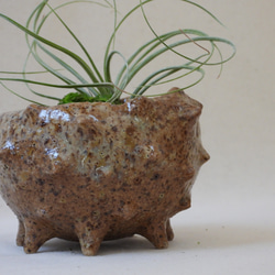 (棘)ナチュラルカラー陶製植木鉢 12枚目の画像