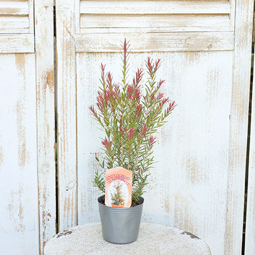 常緑苗木 メラレウカ マウンテンファイヤー 3号ポット 庭木樹木 植木