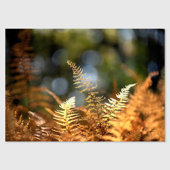金色に光るシダの葉: 彩り豊かに光と影の交差で魅せる森のアート、秋の穏やかな時間の中の一瞬をキャッチしたフォトポスター 3枚目の画像