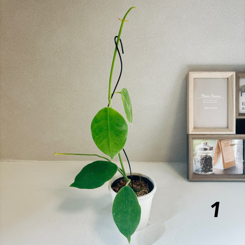 現品］【超希少】ホヤ ラウテルバチー ローテルバチー 観葉植物 レア