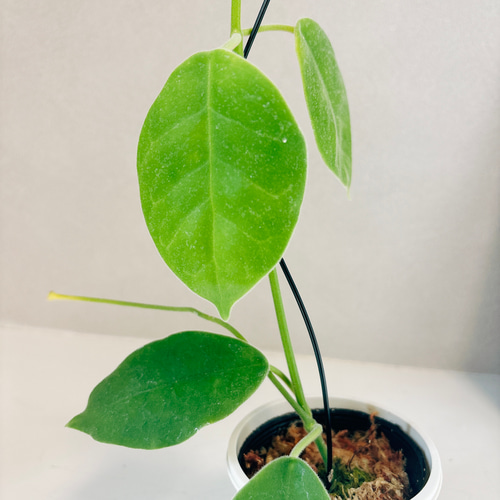 現品］【超希少】ホヤ ラウテルバチー ローテルバチー 観葉植物 レア