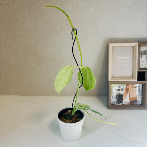 ホヤ ラウテルバチー 4号鉢 ホヤ ラウテルバチー 4号鉢 - メルカリ