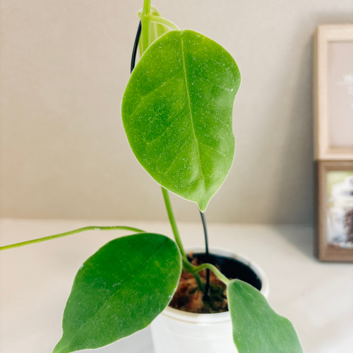 現品］【超希少】ホヤ ラウテルバチー ローテルバチー 観葉植物 レア