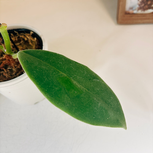 現品］【超希少】ホヤ ラウテルバチー ローテルバチー 観葉植物 レア