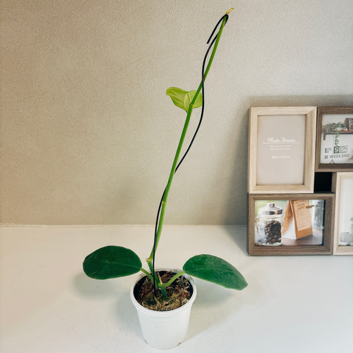 現品］【超希少】ホヤ ラウテルバチー ローテルバチー 観葉植物 レア