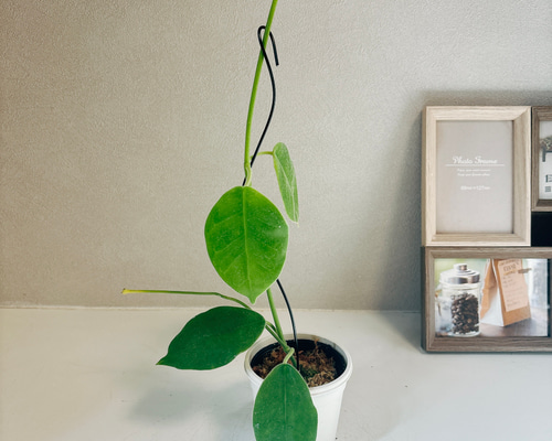 現品］【超希少】ホヤ ラウテルバチー ローテルバチー 観葉植物 レア