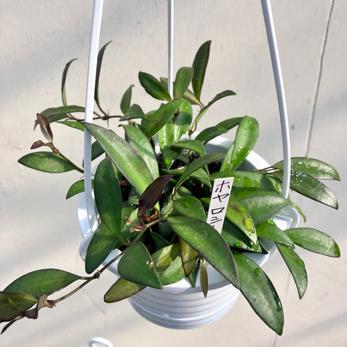 Amazon｜[観葉植物フェア]ホヤ：ビローサ 4号吊り鉢[希少品種