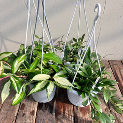 hoya dennisii ' frida ' カップ苗&ラクノーサ　吊り鉢 hoya dennisii ' frida ' カップ苗&ラクノーサ 吊り鉢 - メルカリ