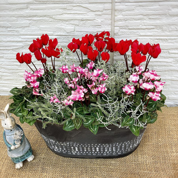 ガーデンシクラメンいっぱいの寄せ植え ブリキオーバルL その他