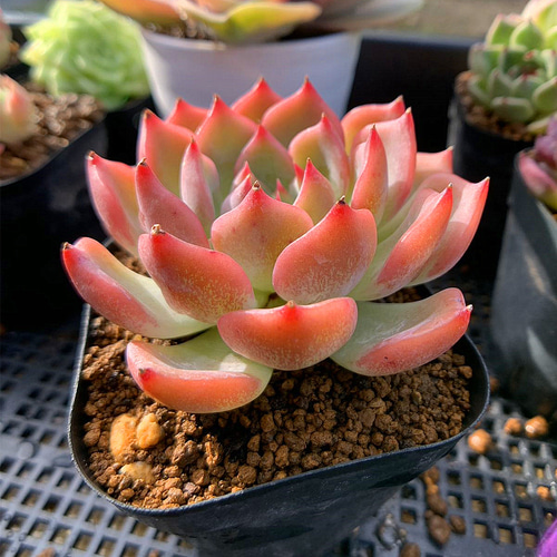 670.多肉植物 寄せ植え エケベリア属 海賊船（単）抜き苗 アート