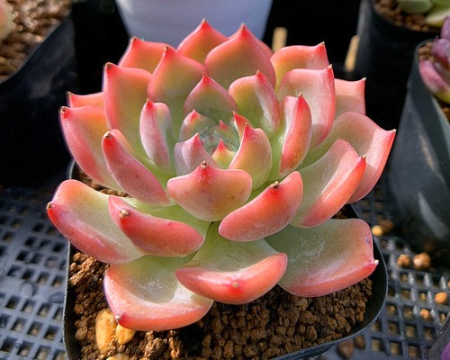 33ec7dc8ffbd059f341e990c554879