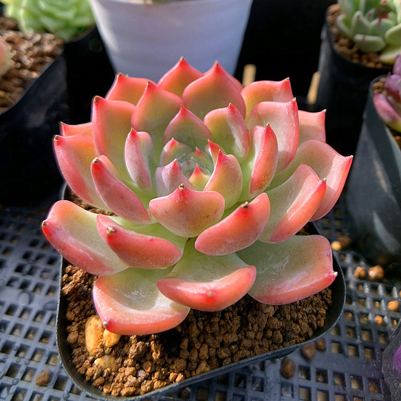 670.多肉植物 寄せ植え エケベリア属 海賊船（単）抜き苗 アート