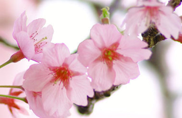 河津桜　かわづさくら　カワヅザクラ　桜のミニ盆栽　接ぎ木でない本物　素焼き鉢付　ミニ盆栽　盆栽　小品盆栽　送料無料 3枚目の画像