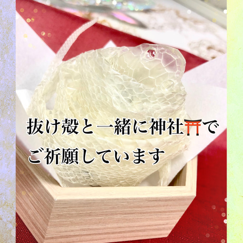 ランダム1体◇❖白蛇様の金☆運帯封御守り❖ その他アート koronの御 