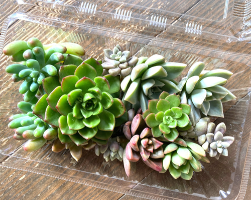 ✤02 多肉植物 アソート 約100g 約10個 根っこ有り 詰め合わせ セット