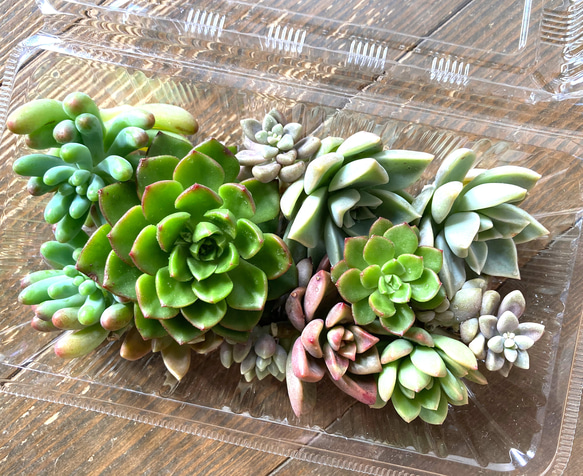 No.544 ❁アイススピリッツ❁ 苗 多肉植物 寄せ植え 8d04e7d7222e122af0b31df049b752