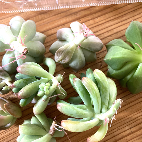 【多肉植物カット苗】初心者様応援価格にて♡ ✤02 多肉植物 アソート 約100g 約10個 根っこ有り 詰め合わせ セット