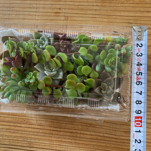 ✤02 多肉植物 アソート 約100g 約10個 根っこ有り 詰め合わせ セット