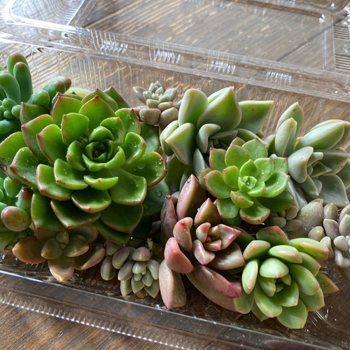 ✤02 多肉植物 アソート 約100g 約10個 根っこ有り 詰め合わせ セット