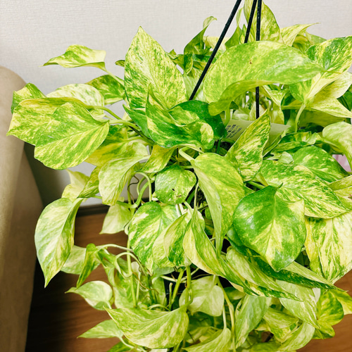 現品］【新品種】ポトス ハッピーデー 5号 観葉植物 ハンギング 吊り鉢