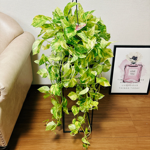 現品］【新品種】ポトス ハッピーデー 5号 観葉植物 ハンギング 吊り鉢