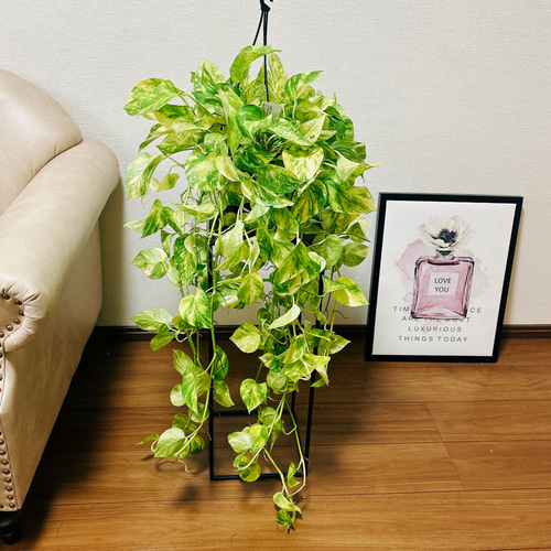 現品］【新品種】ポトス ハッピーデー 5号 観葉植物 ハンギング 吊り鉢