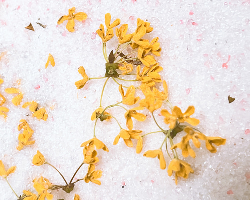 キンモクセイ　ドライフラワー（2025年収穫） キンモクセイ ドライフラワー（2025年収穫） 三日月 錦秋《きん