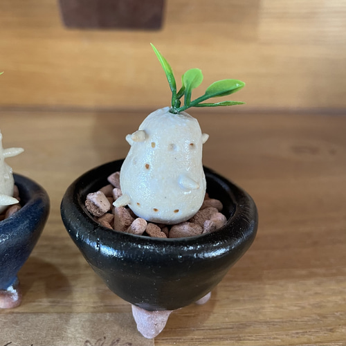 パキポディウム 多肉植物　spicygemの鉢付き 楽天市場】（多肉植物）パキポディウム グラキリス Sサイズ