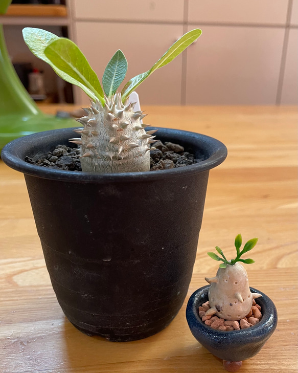 陶土で作ったパキポディウムの飾りもの　パキポ　多肉植物　観葉植物 1枚目の画像