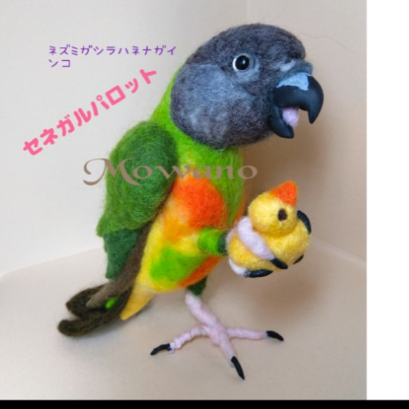 【羊毛フェルト】セネガルパロット　鳥 セネガルパロット☆金目☆ボールのおもちゃ ☆羊毛フェルト