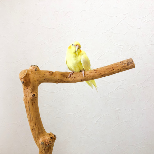 大型インコ 中型インコ用とまり木 自然木 柚 大型インコ 中型インコ用とまり木 自然木 柚
