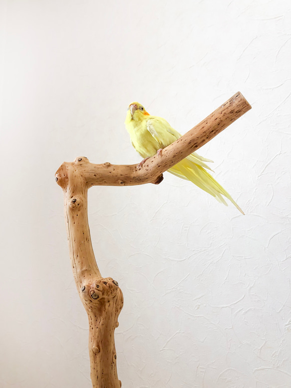 【流木の止まり木】高さ約73cm！鳥  中型、大型インコにおすすめ止まり木 2枚目の画像