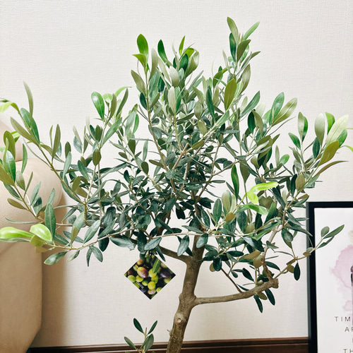 現品］オリーブ ルッカ 6号 観葉植物 屋外 ベランダ おしゃれ