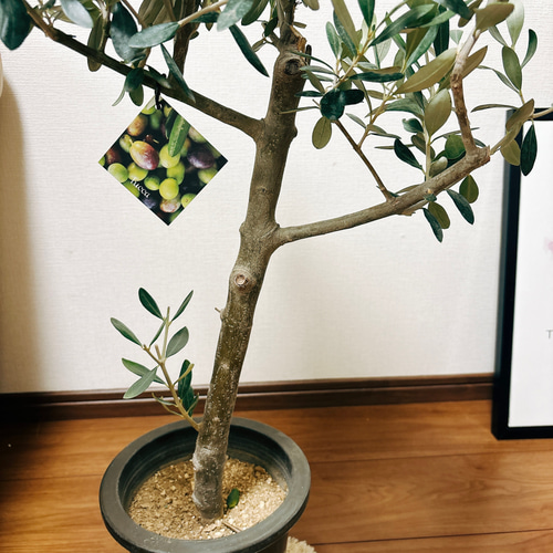 ［現品］N2 創樹　オリーブ　ルッカ　6号　観葉オリーブの木　自家結実性有 現品］N2 創樹 オリーブ ルッカ 6号 観葉オリーブの木 自家結実