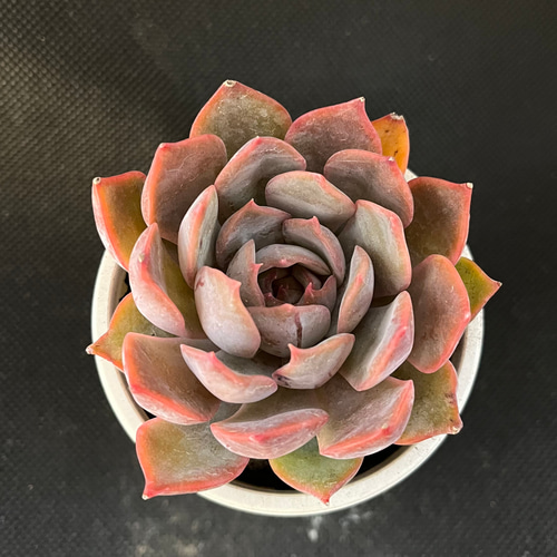 リンゼアナ×ルシンダ 多肉植物 多肉植物 kanomarihome 通販 16734381