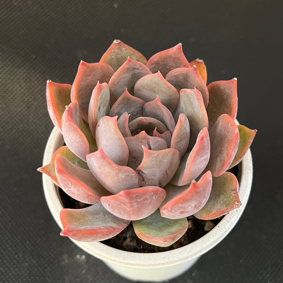 リンゼアナ×ルシンダ 多肉植物 多肉植物 kanomarihome 通販 リンゼアナ×ルシンダ 多肉植物 多肉植物 kanomarihome 通販