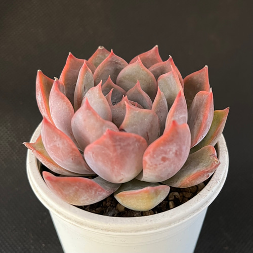 リンゼアナ×ルシンダ 多肉植物 多肉植物 kanomarihome 通販 16734381