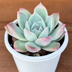 625570ee20b3dcc2d350c6fb16bbb1