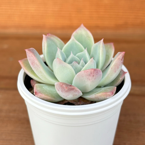 コロラータ×ラパス 多肉植物 多肉植物 kanomarihome 通販