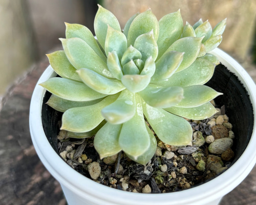 大型プロリフィカ 多肉植物 多肉植物 kanomarihome 通販 16734415