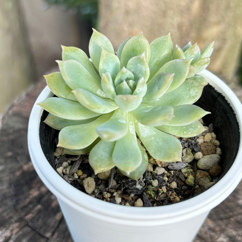 大型プロリフィカ 多肉植物 多肉植物 kanomarihome 通販 16734415