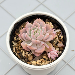 リンダリンダ ぼのぼのさん 多肉植物 多肉植物 kanomarihome 通販