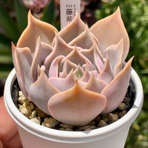 人気レア品種！☆藤紫 多肉植物 自家栽培 国産 多肉植物 美✴︎taniku