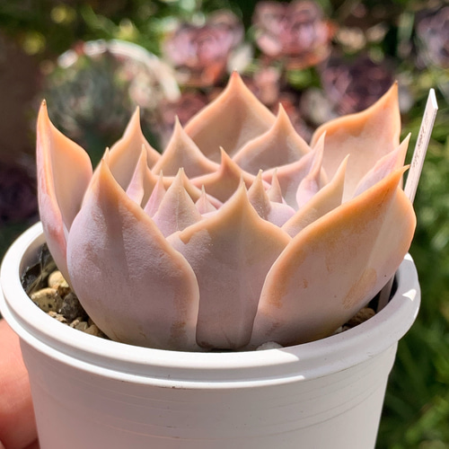 人気レア品種！☆藤紫 多肉植物 自家栽培 国産 多肉植物 美