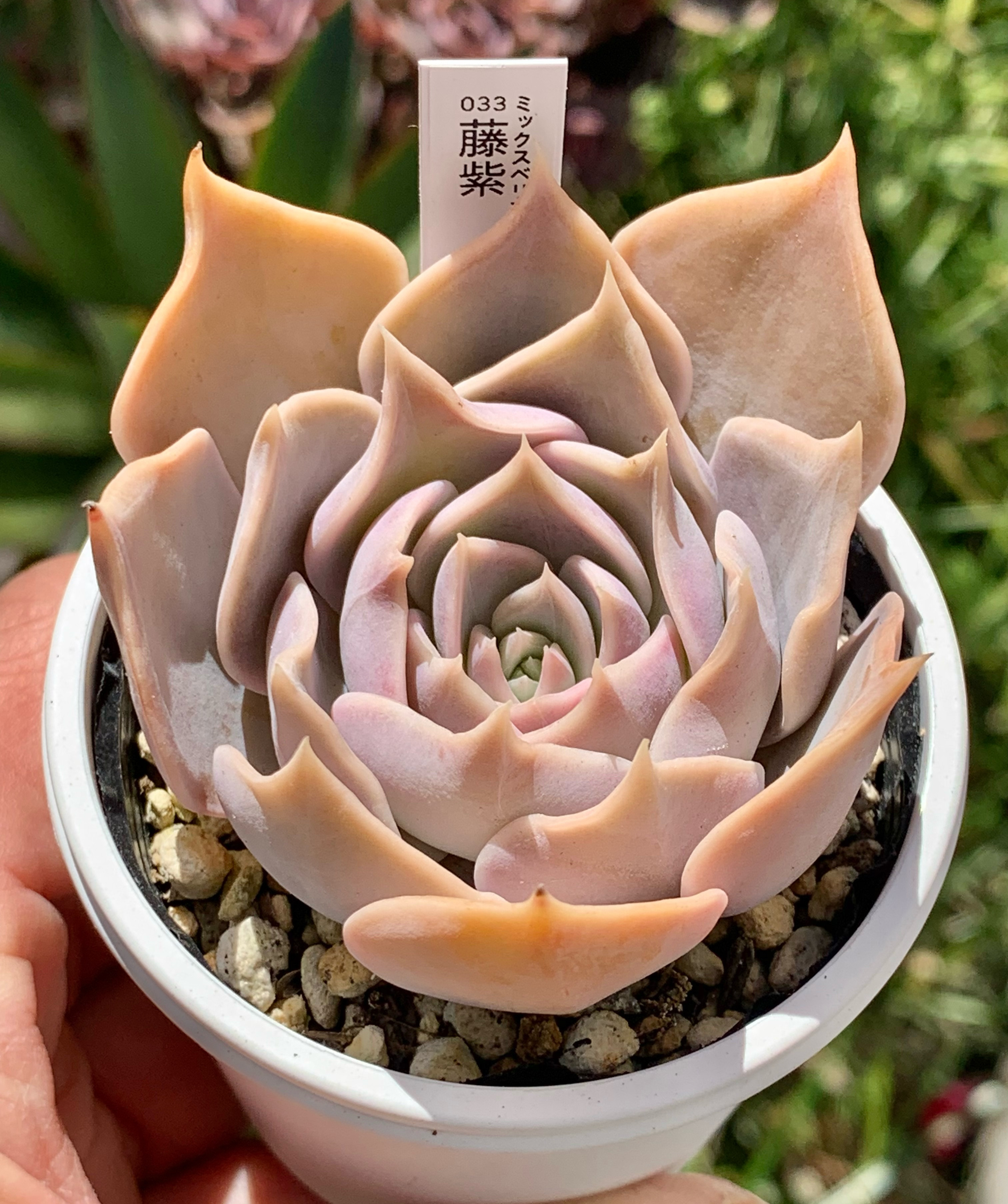 人気レア品種！☆藤紫 多肉植物 自家栽培 国産 多肉植物 美✴︎taniku